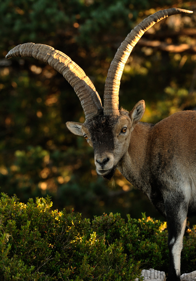 Capra pyrenaica hispanica [310 mm, 1/250 Sek. bei f / 9.0, ISO 1600]